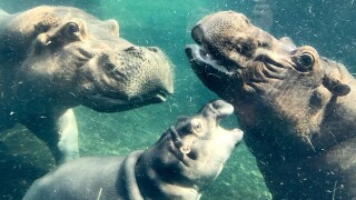 Bibi the hippo shows signs of labor at Cincinnati’s zoo as family grows