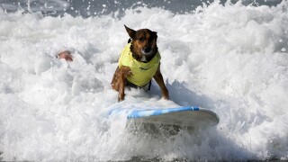 Canines show their skills at the World Dog Surfing Championships