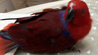 Florida man with pirate nickname accused of stealing roommate’s parrot