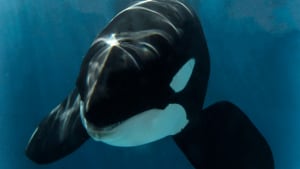 Killer whale born at SeaWorld San Diego dies of infection