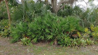 Officials remind palmetto berry harvesters about permits