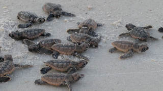 People continue to break sea turtle ordinance according to Environmentalist