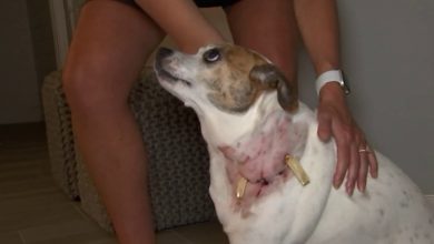 Pregnant Woman and Her Dog Attacked in Fort Lauderdale