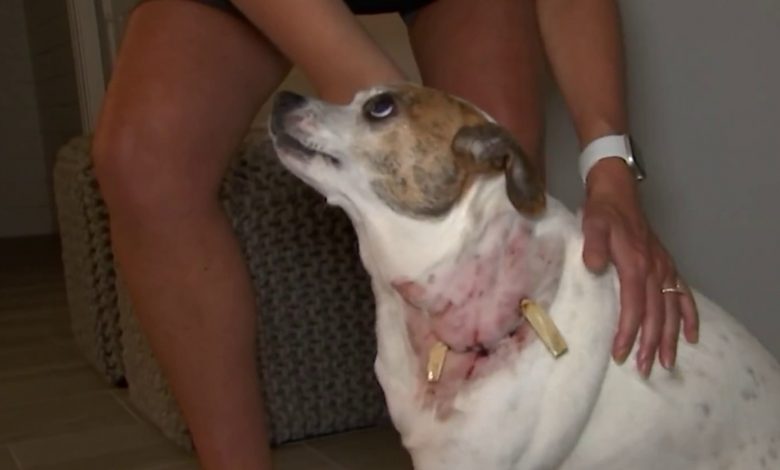 Pregnant Woman and Her Dog Attacked in Fort Lauderdale