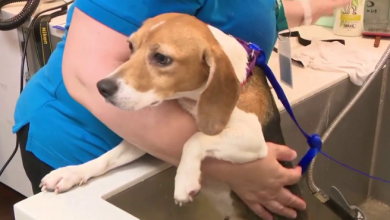 Beagles rescued from research facility arrive in South Florida