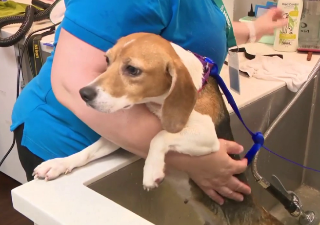 Beagles rescued from research facility arrive in South Florida