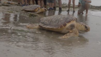 Sea turtles hold strong this summer but danger beckons