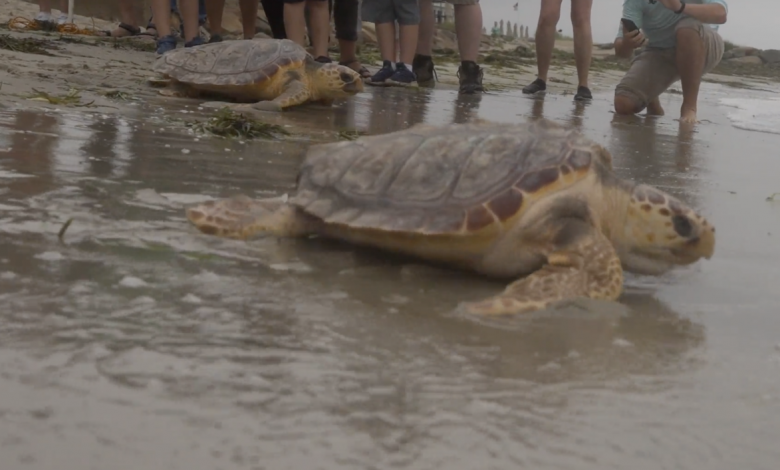 Sea turtles hold strong this summer but danger beckons