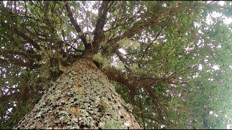 St. Augustine arborist warns against trimming healthy trees