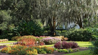 Visit Leu Gardens, one of the most beautiful horticultural spaces near Orlando’s downtown area