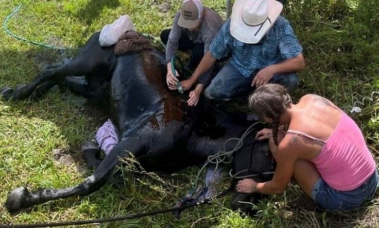 Escaped horse caused massive concern in a Loxahatchee community