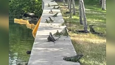 Miami Beach commissioner says iguana bounties would help slow their population growth