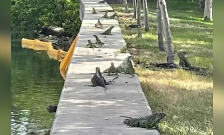 Miami Beach commissioner says iguana bounties would help slow their population growth