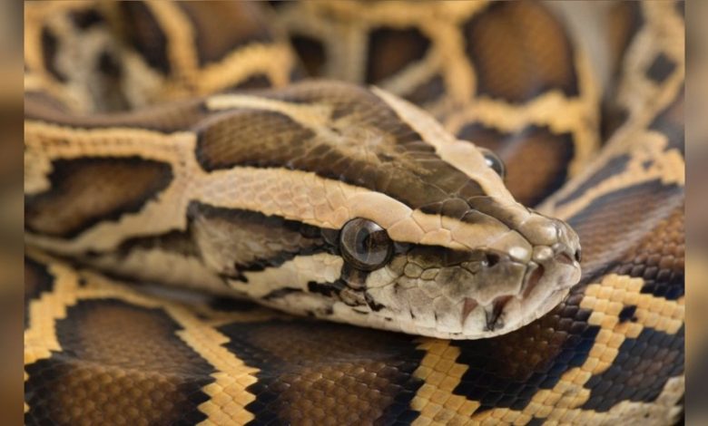 Scientists discovered a mostly intact alligator inside a python captured in Everglades