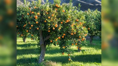 Low supply of oranges in Florida will likely cause an increase in prices